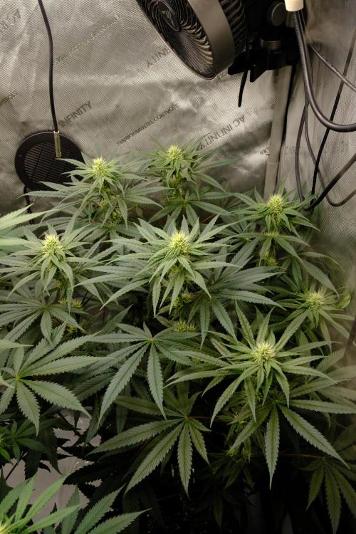 Blue Zushi - Ganja Farmer. Week 7