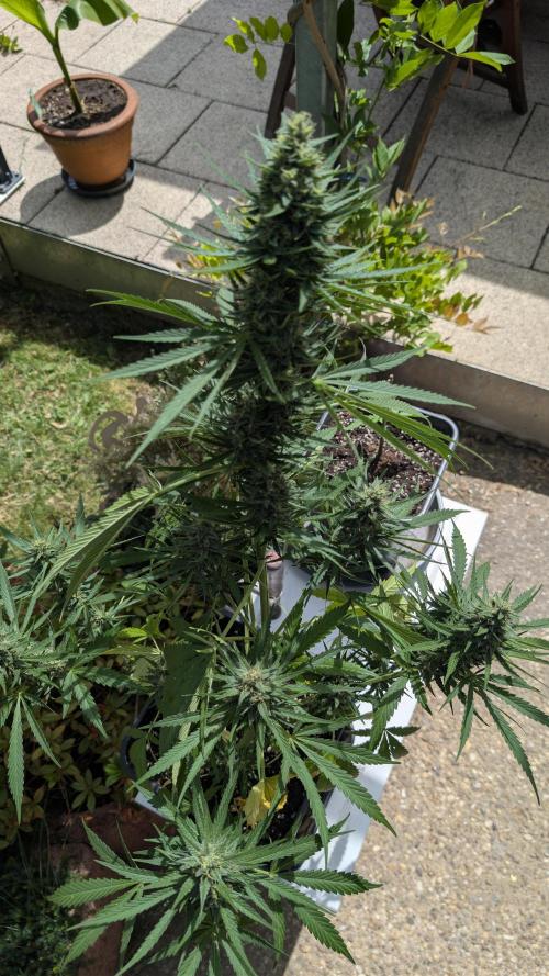 Strawberry Banana Auto - Outdoor. Week 10