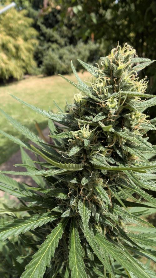 Strawberry Banana Auto - Outdoor. Week 10