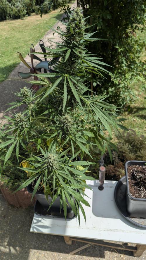 Strawberry Banana Auto - Outdoor. Week 10