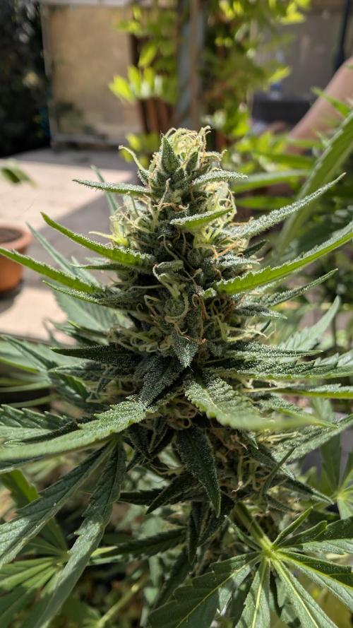 Strawberry Banana Auto - Outdoor. Week 10