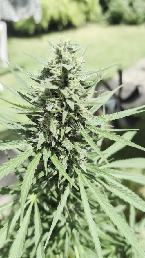 Strawberry Banana Auto - Outdoor