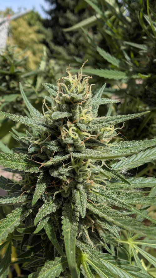 Strawberry Banana Auto. Week 10
