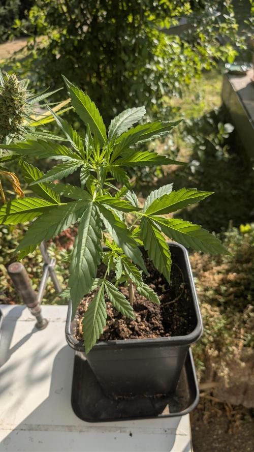 Auto Super Skunk - Outdoor. Week 2
