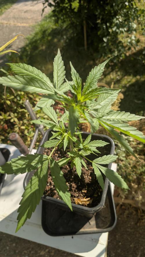 Auto Super Skunk - Outdoor. Week 2