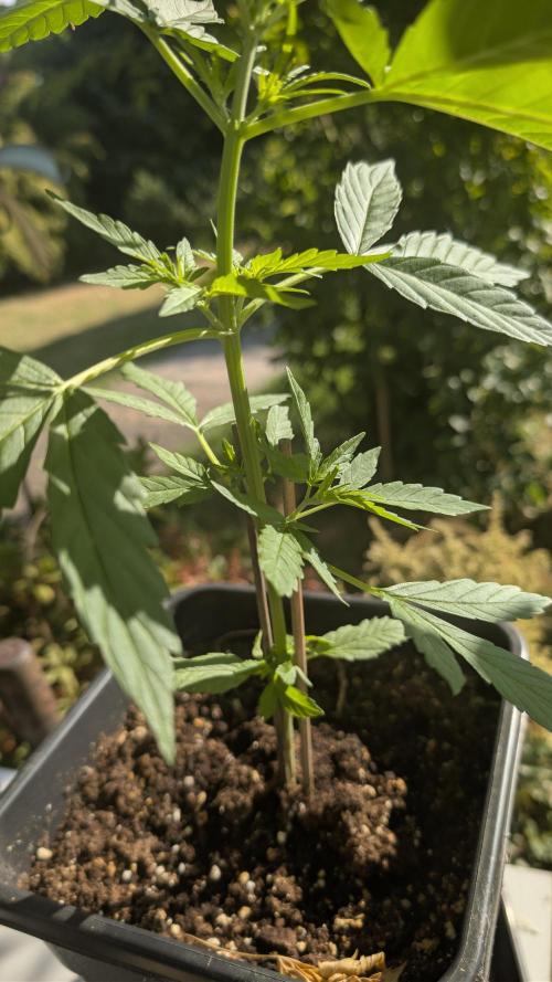 Auto Super Skunk - Outdoor. Week 2