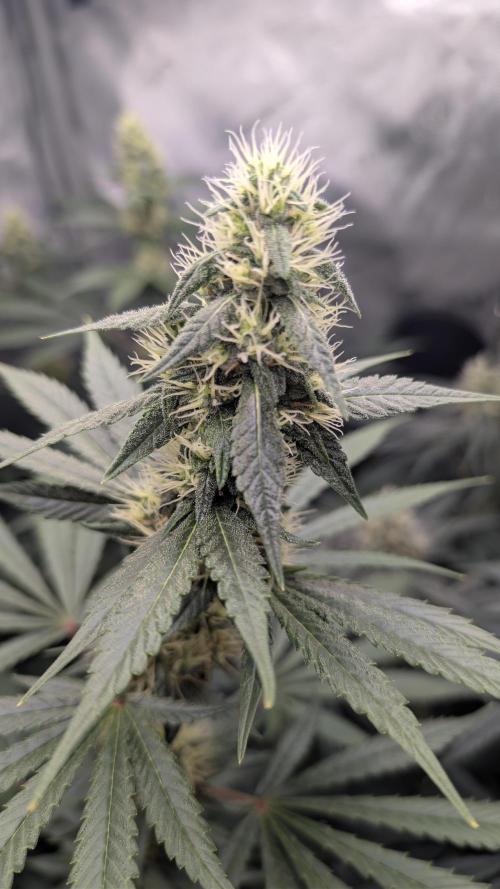 Blue Zushi - Ganja Farmer. Week 8