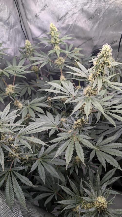 Blue Zushi - Ganja Farmer. Week 8