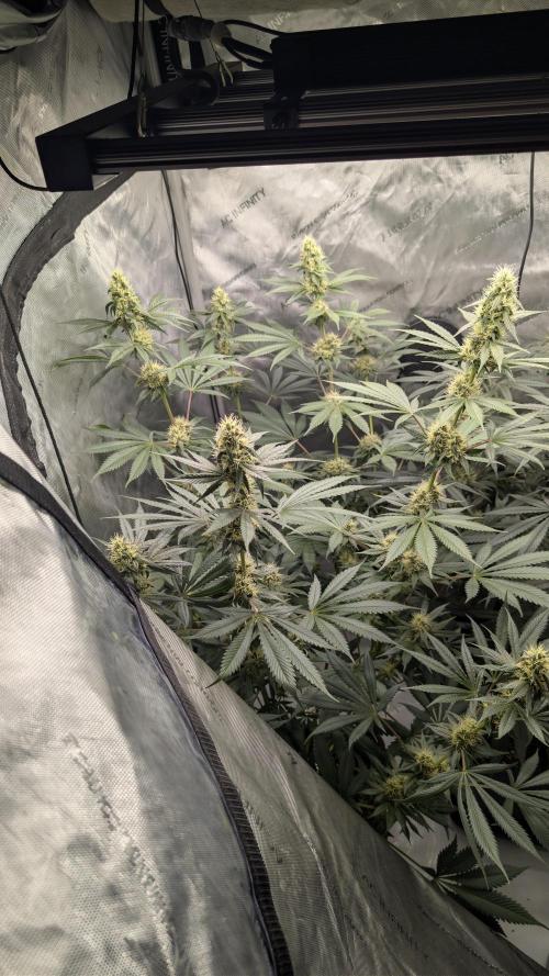 Blue Zushi - Ganja Farmer. Week 8