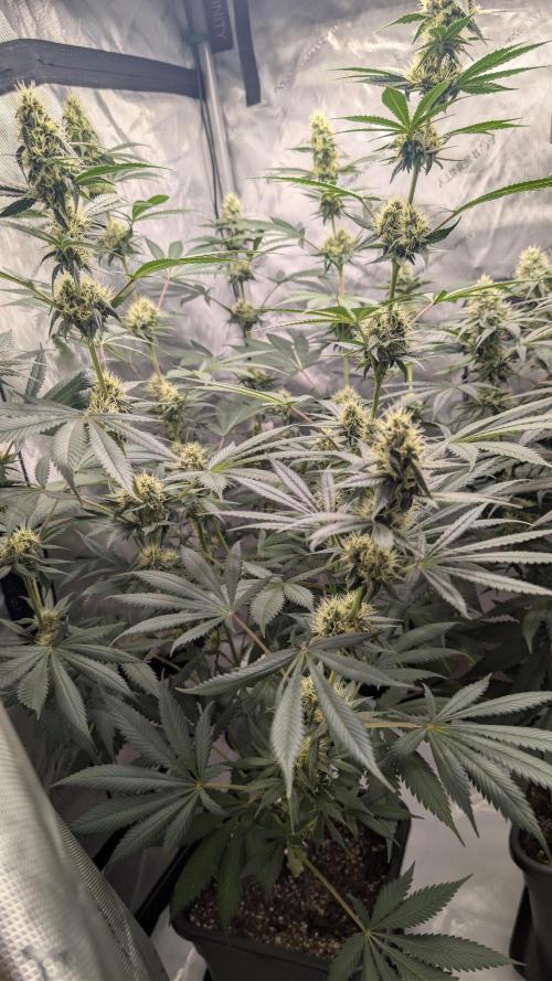 Blue Zushi - Ganja Farmer. Week 8