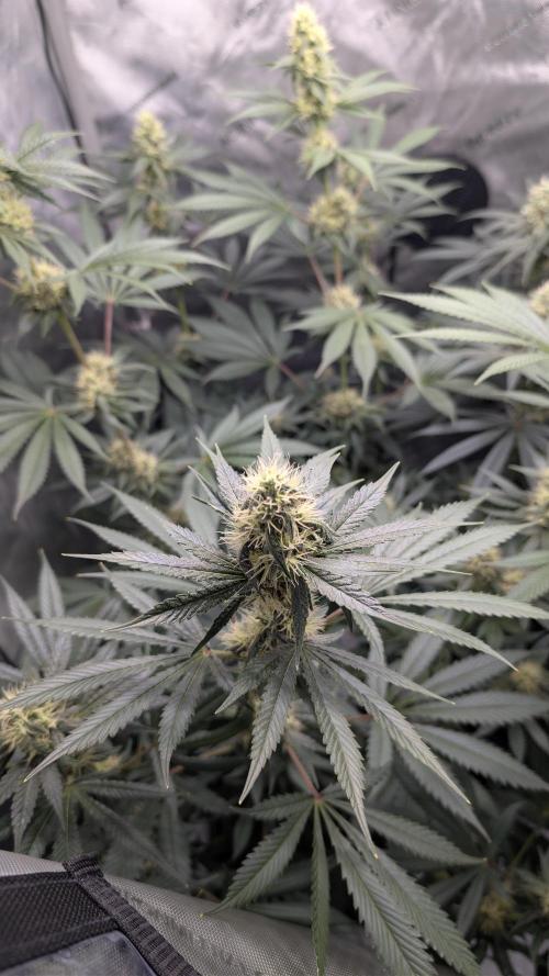 Blue Zushi - Ganja Farmer. Week 8