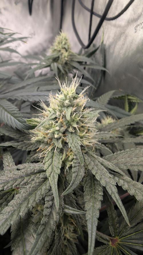 Gorilla Runtz - Seedsman. Week 8