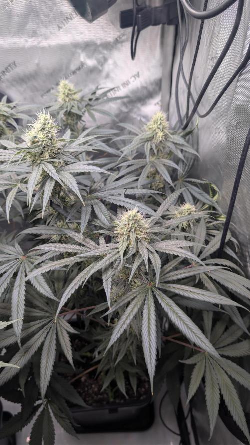 Gorilla Runtz - Seedsman. Week 8