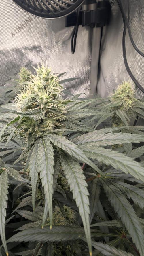 Gorilla Runtz - Seedsman. Week 8