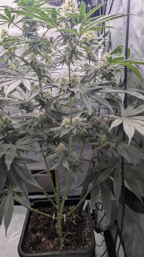 Gorilla Runtz - Seedsman. Week 8
