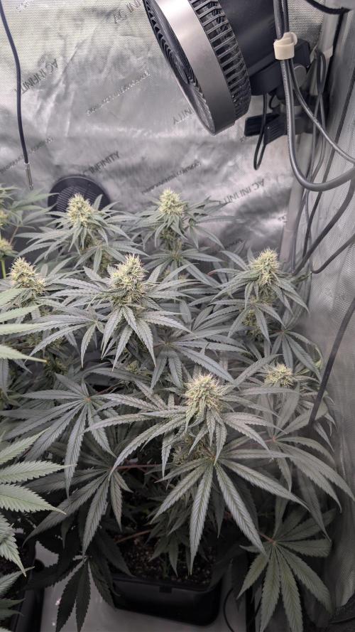 Gorilla Runtz - Seedsman. Week 8