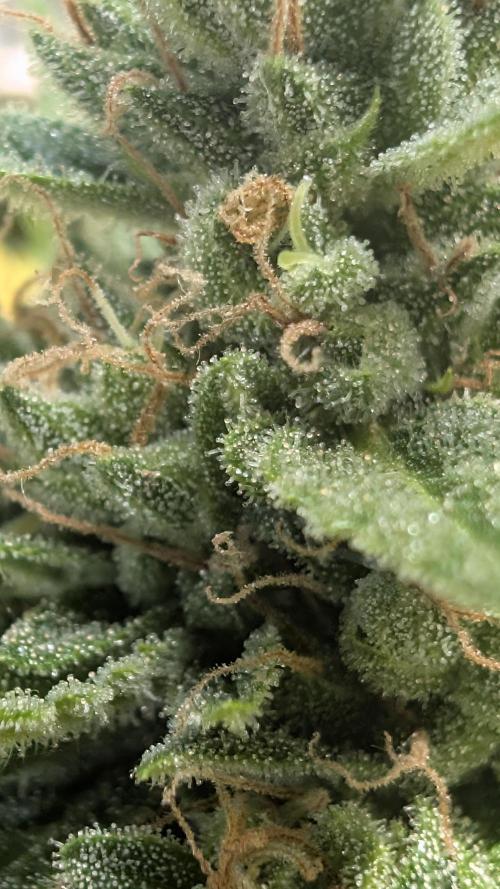 Strawberry Banana Auto - Outdoor. Week 11