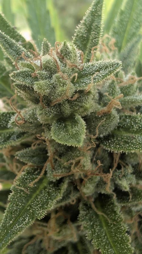 Strawberry Banana Auto - Outdoor. Week 11