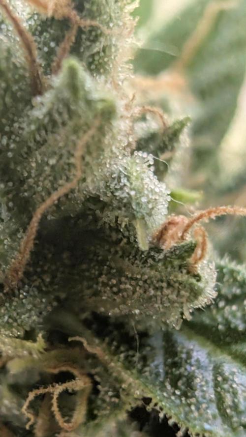 Strawberry Banana Auto - Outdoor. Week 11