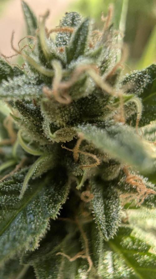Strawberry Banana Auto - Outdoor. Week 11