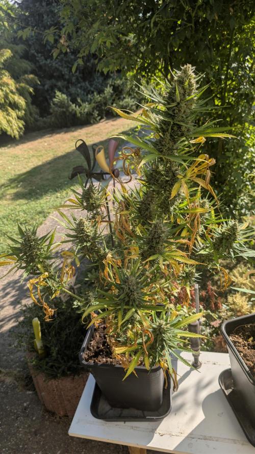 Strawberry Banana Auto - Outdoor. Week 11