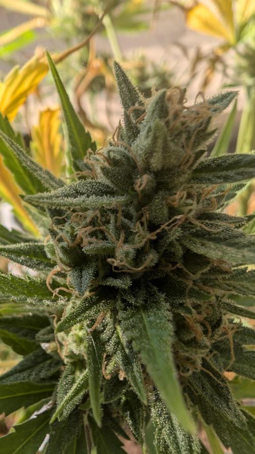Strawberry Banana Auto - Outdoor. Week 11