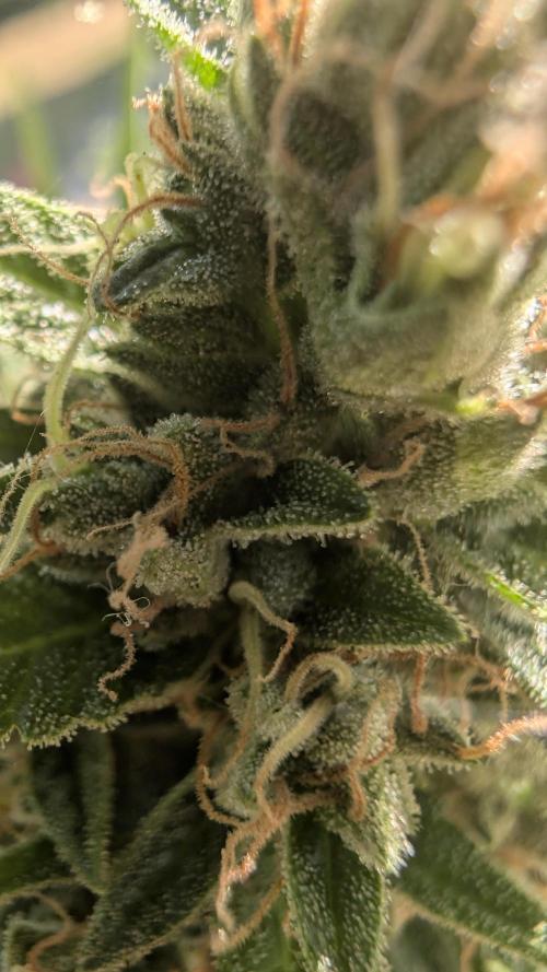 Strawberry Banana Auto - Outdoor. Week 11