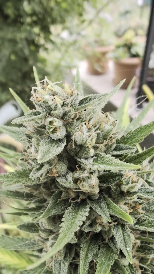 Strawberry Banana Auto - Outdoor