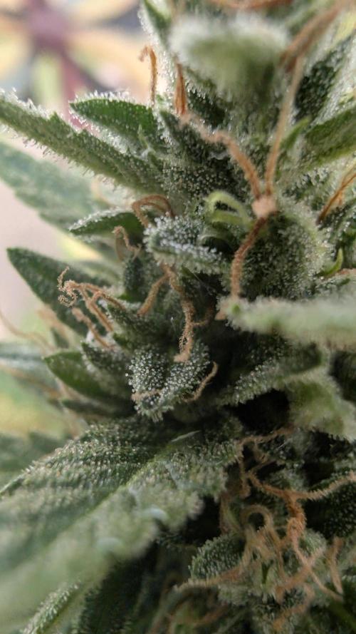 Strawberry Banana Auto - Outdoor. Week 11