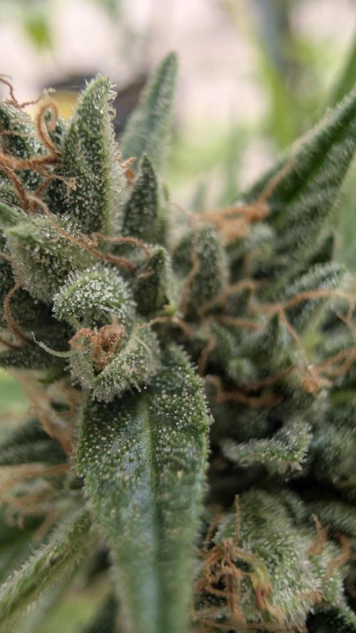 Strawberry Banana Auto - Outdoor. Week 11