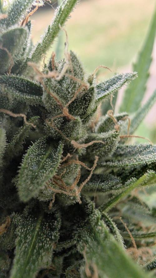 Strawberry Banana Auto - Outdoor. Week 11