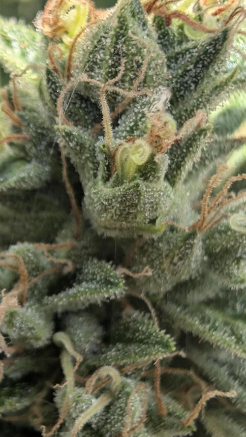 Strawberry Banana Auto - Outdoor. Week 11