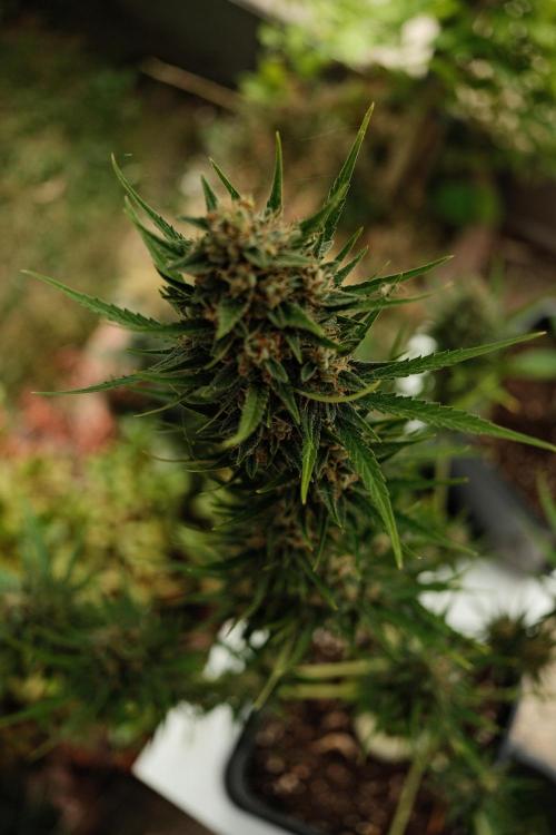 Strawberry Banana Auto - Outdoor. Week 12