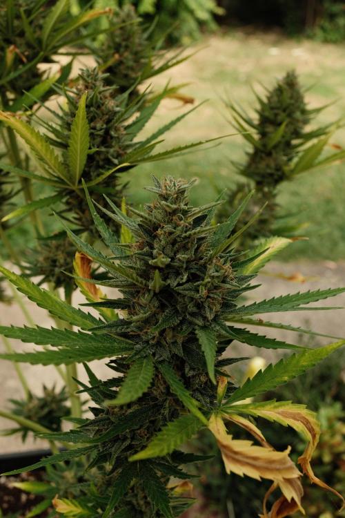 Strawberry Banana Auto - Outdoor. Week 12