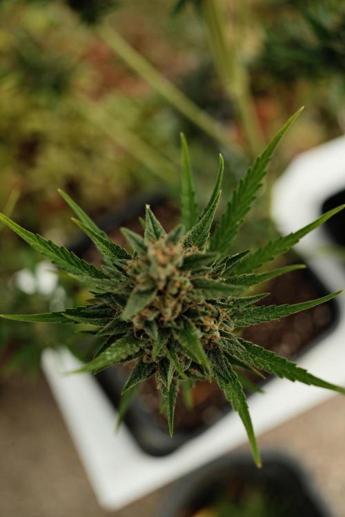 Strawberry Banana Auto - Outdoor. Week 12