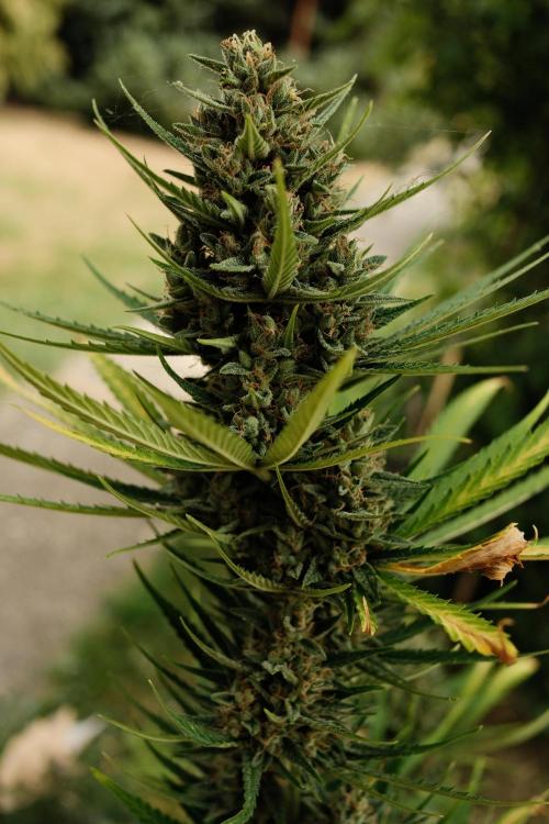 Strawberry Banana Auto - Outdoor. Week 12
