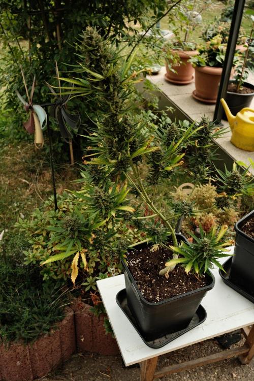 Strawberry Banana Auto - Outdoor. Week 12