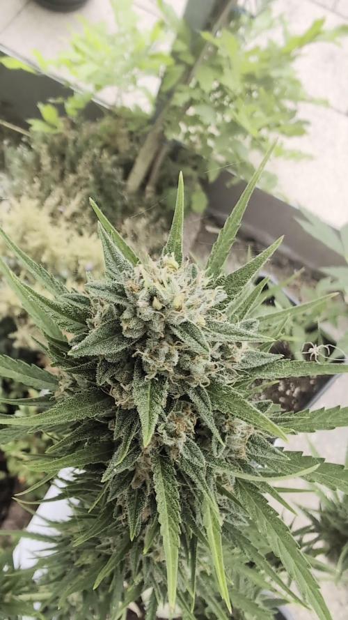 Strawberry Banana Auto - Outdoor
