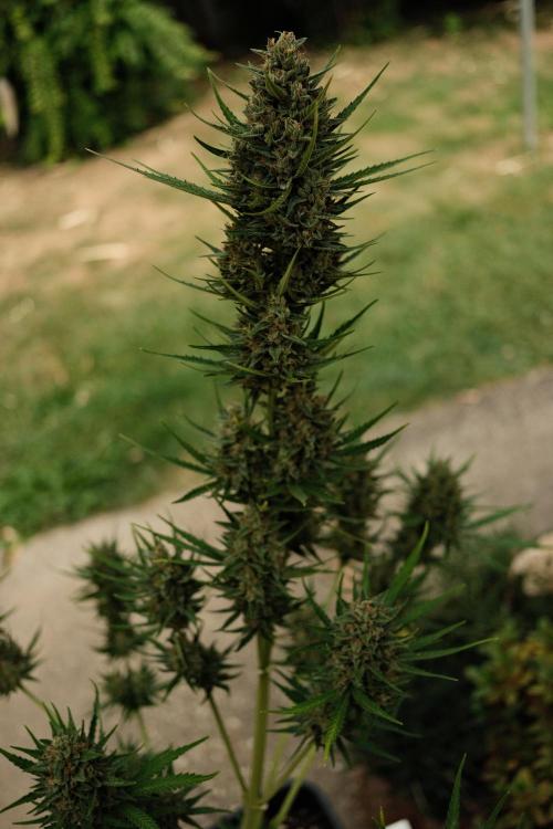Strawberry Banana Auto - Outdoor. Week 12