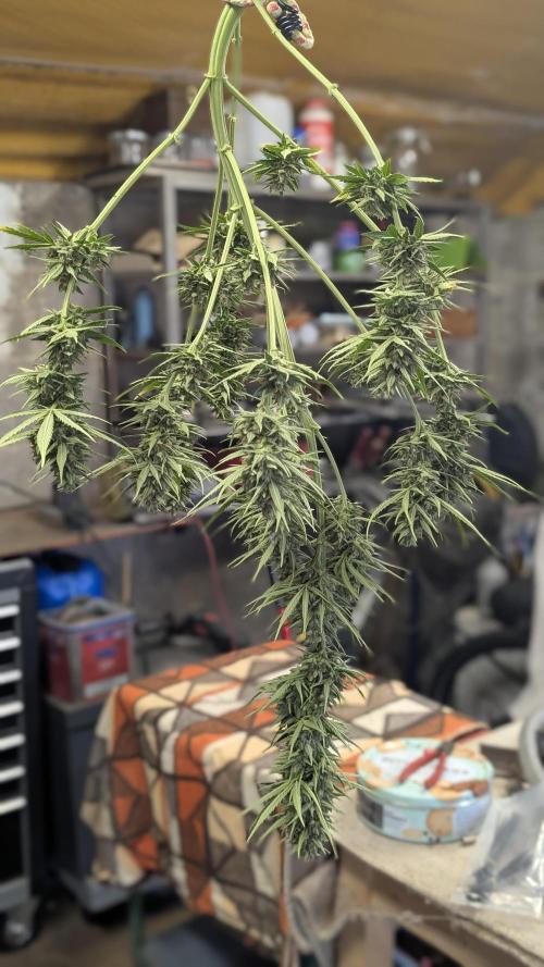 Strawberry Banana Auto - Outdoor. Week 12