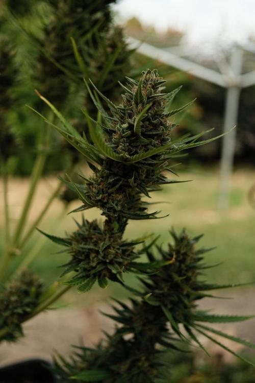 Strawberry Banana Auto - Outdoor. Week 12