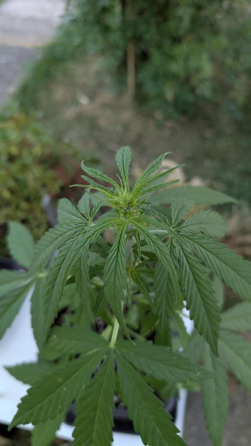 Auto Super Skunk. Week 3