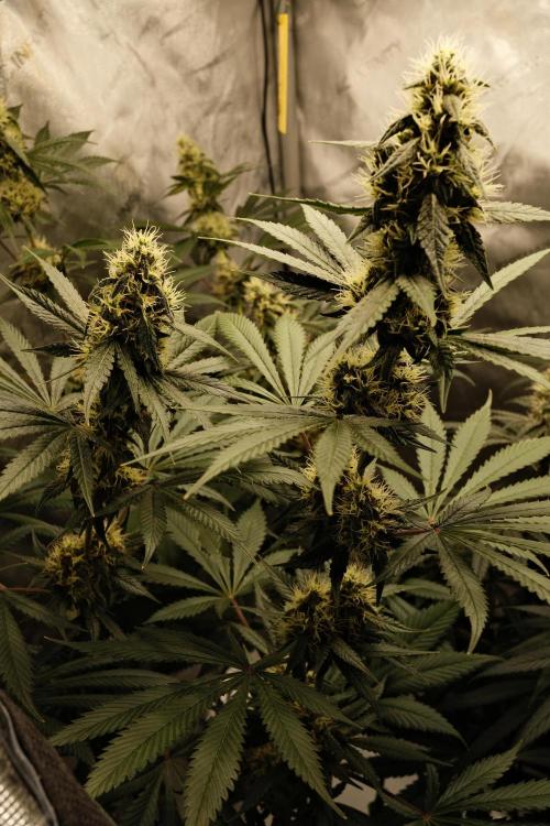 Blue Zushi - Ganja Farmer. Week 9