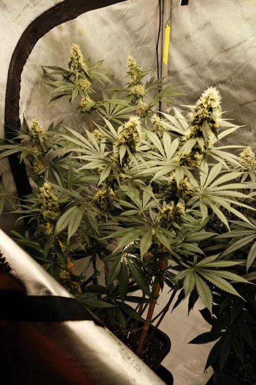 Blue Zushi - Ganja Farmer. Week 9