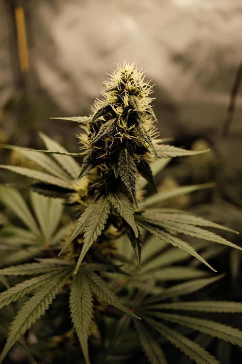 Blue Zushi - Ganja Farmer. Week 9