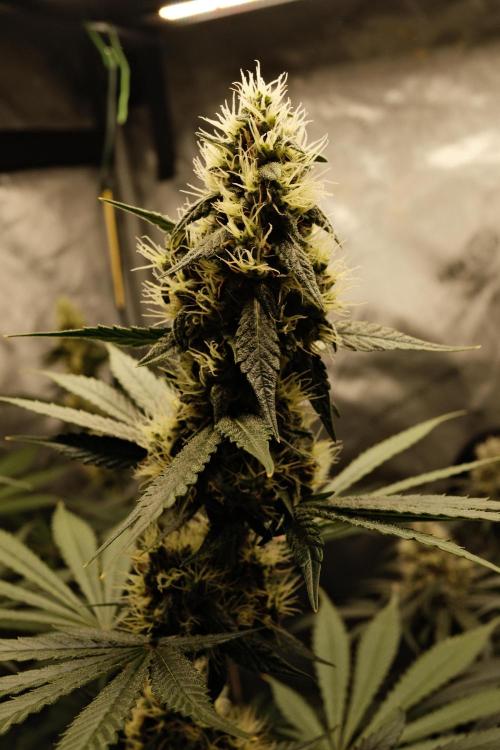 Blue Zushi - Ganja Farmer. Week 9