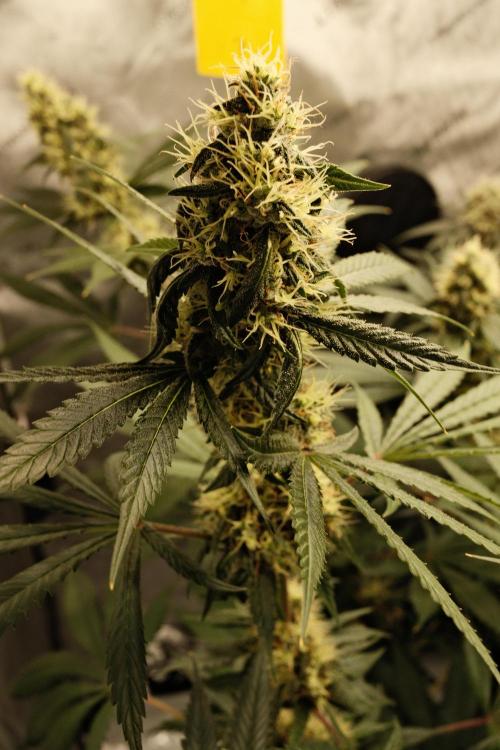 Blue Zushi - Ganja Farmer. Week 9