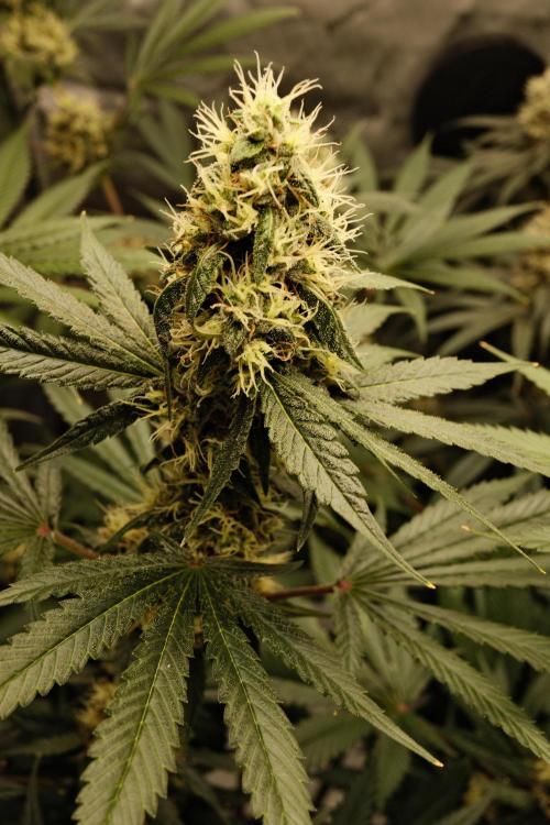 Blue Zushi - Ganja Farmer. Week 9
