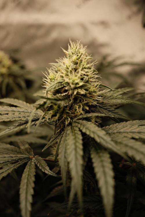 Gorilla Runtz - Seedsman. Week 9