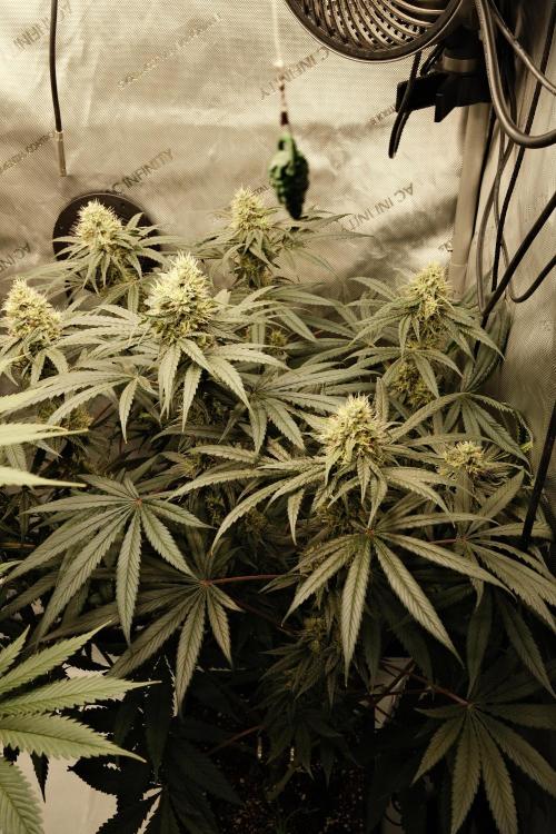 Gorilla Runtz - Seedsman. Week 9